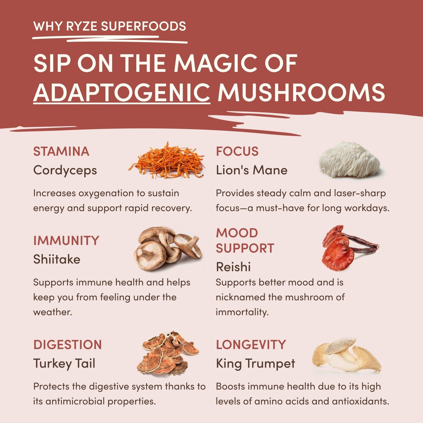 Mushroom Chicory (1 Pack - 30 Servings) - IJ41