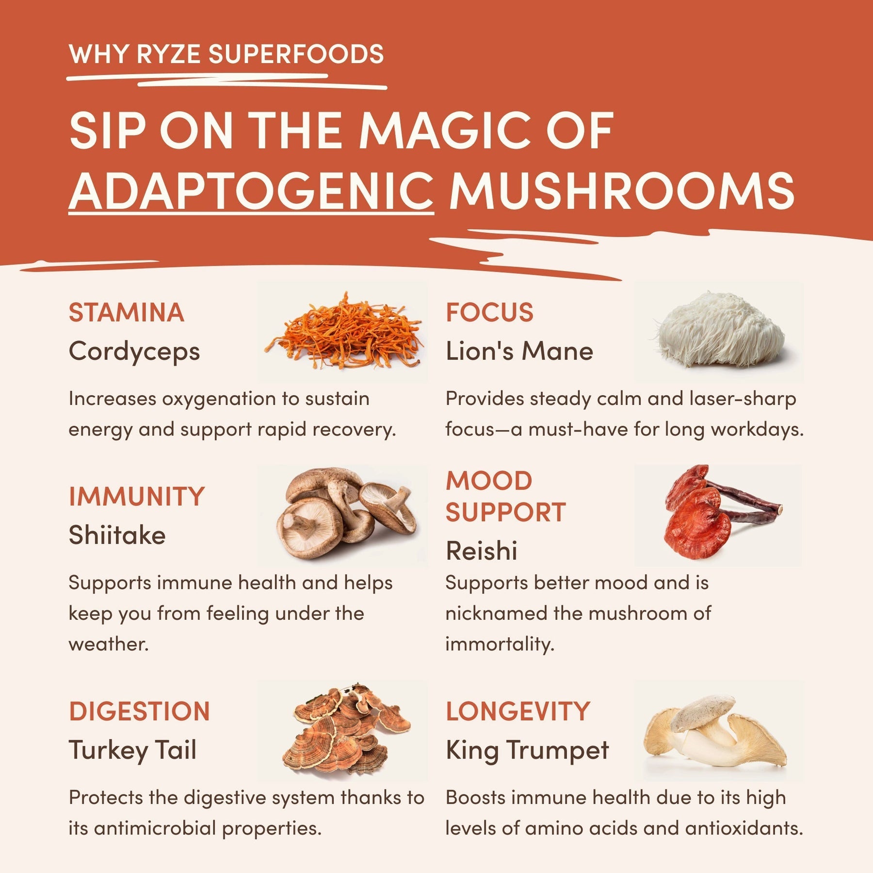 Superfood Creamer Starter Bag - 44YO