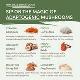 Mushroom Matcha (1 Pack - 30 Servings) - FZ3U