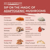 Mushroom Chai (1 Pack - 20 Servings) - QZ97