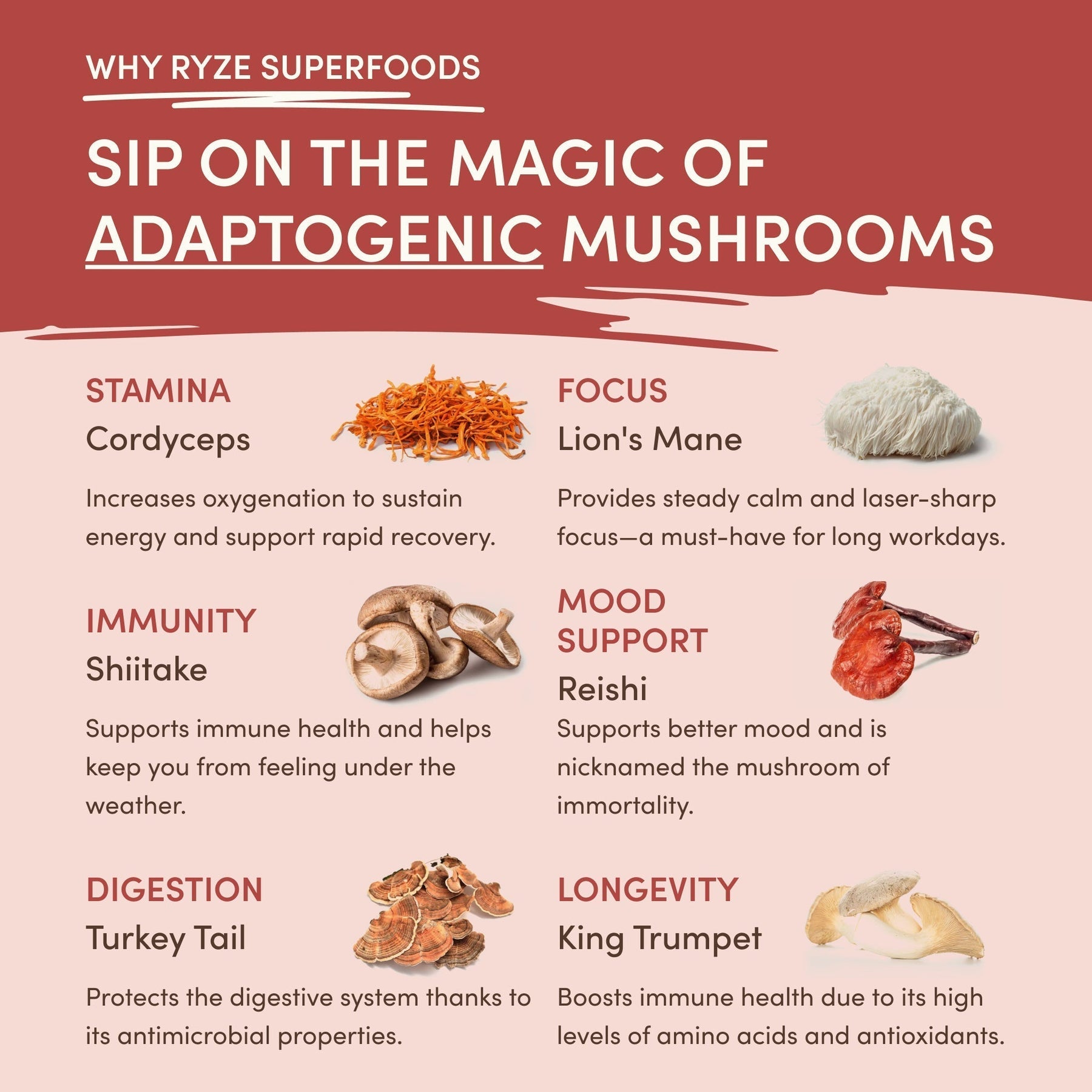Mushroom Chai (1 Pack - 20 Servings) - QZ97